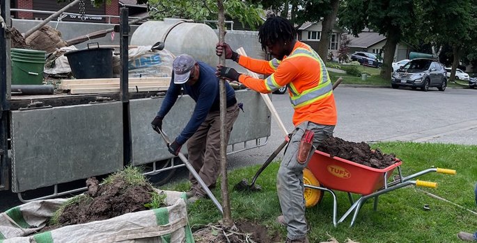 Two people planting a tree