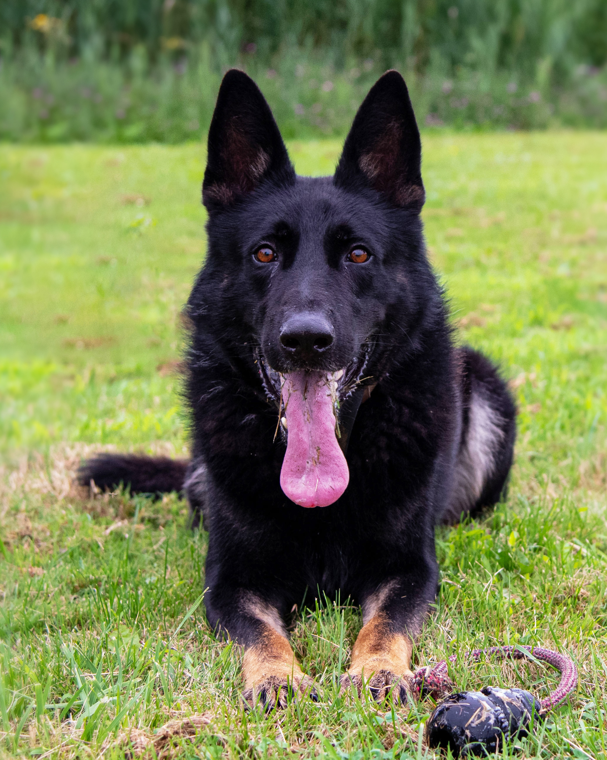 German Shephard Laying in grass looking at camera.