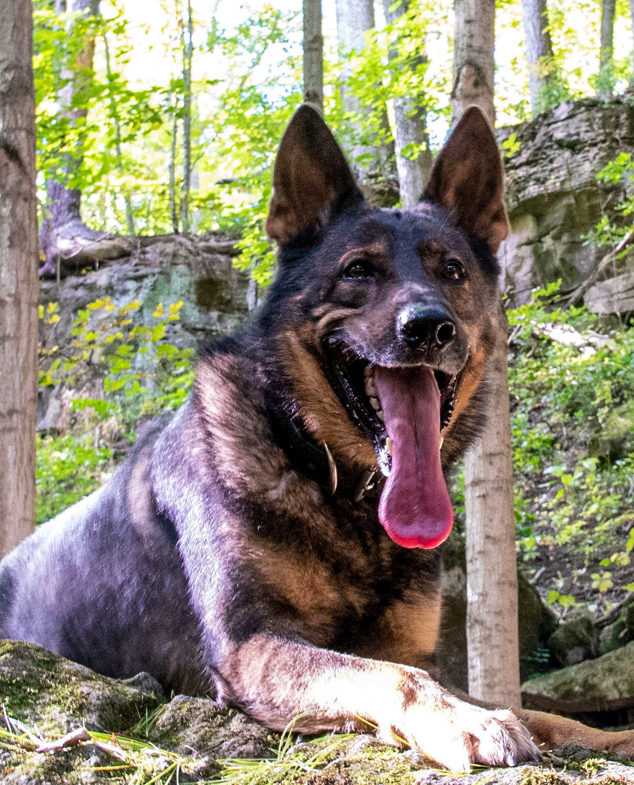 German Shephard sitting on a large rock in a forested area