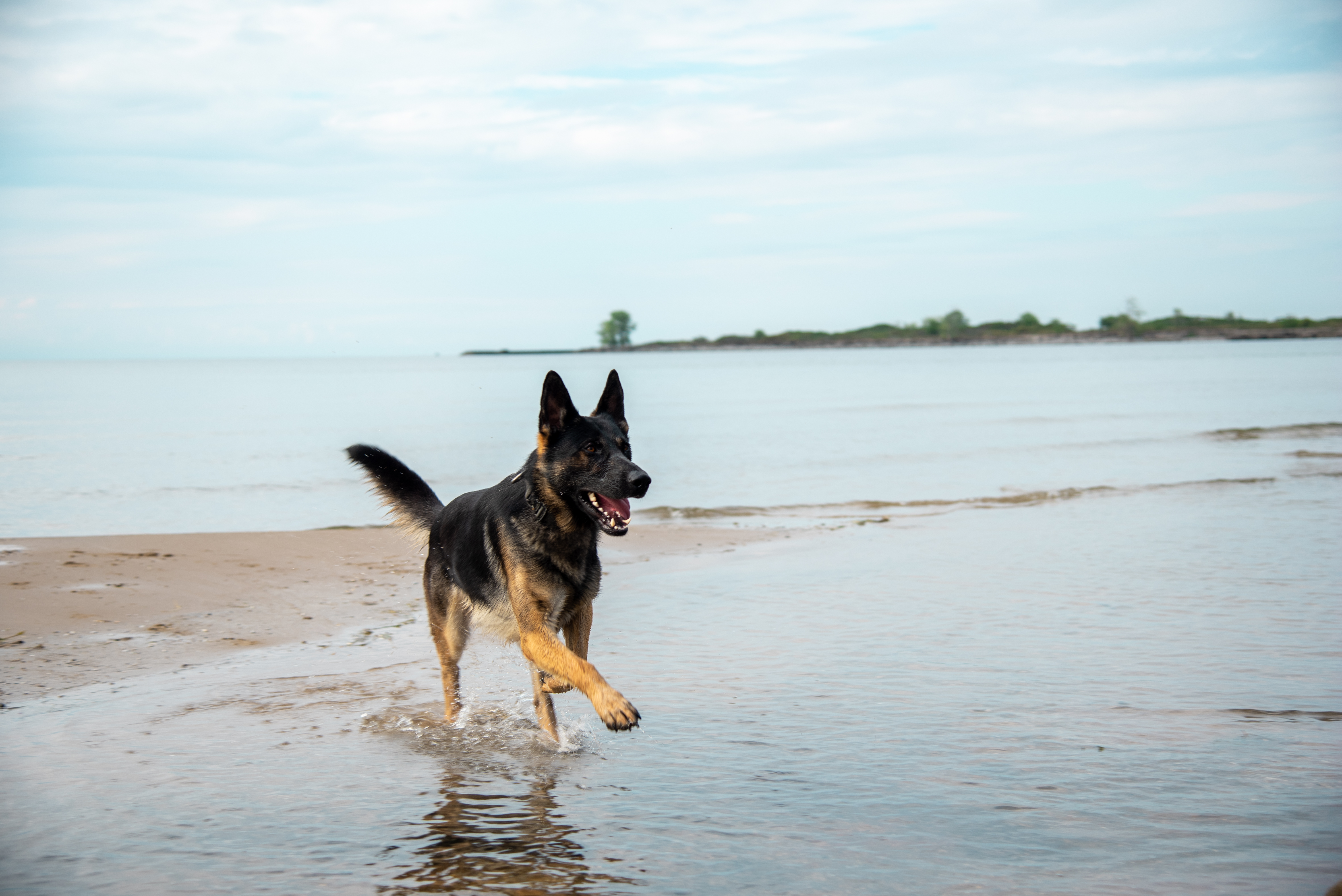 Canine police dog