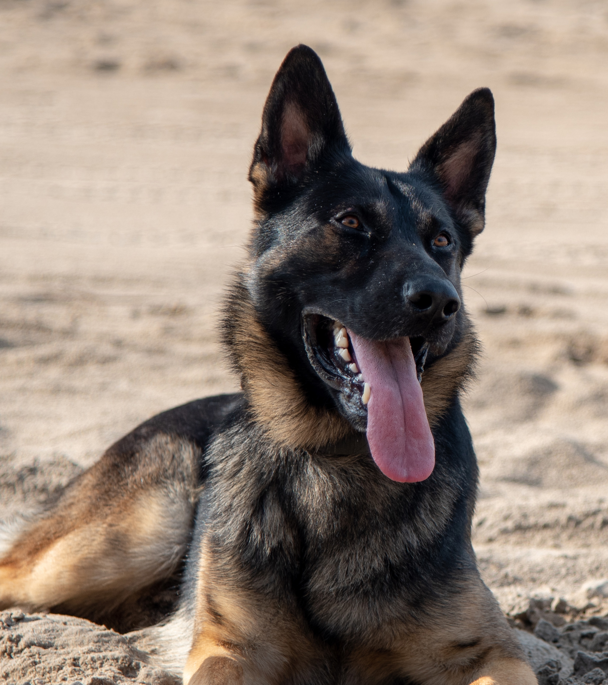 German Shephard laying on the beach