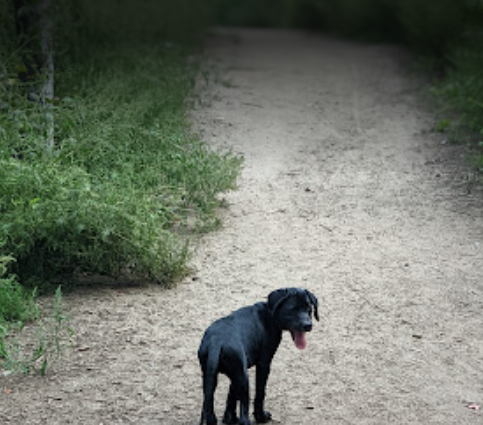 A man walking with his dog got stuck in the mud last month