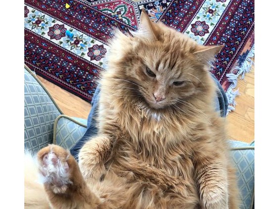 Sunny the Tabby Cat - photo from owner as provided to Ottawa Citizen