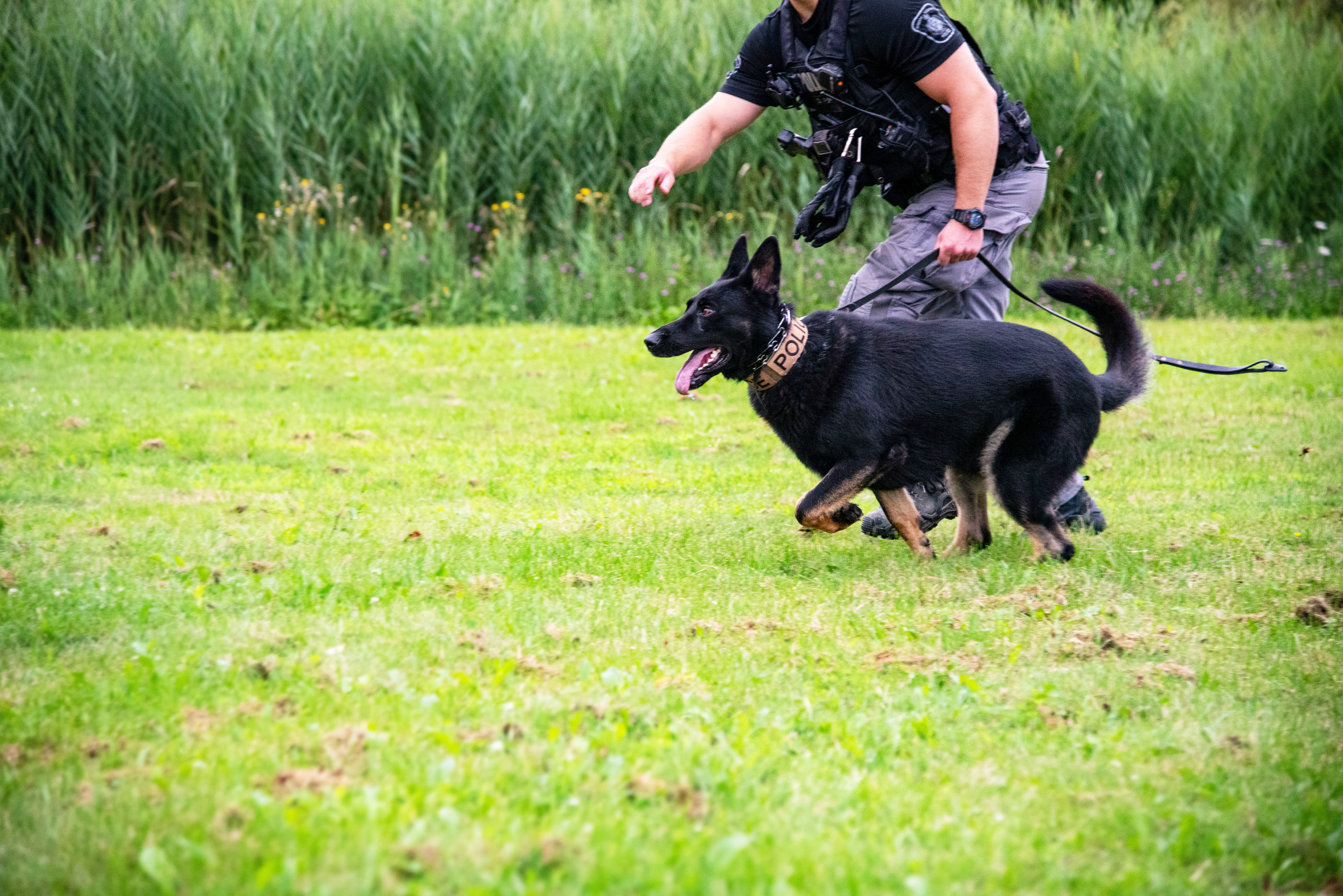 Canine officer and dog