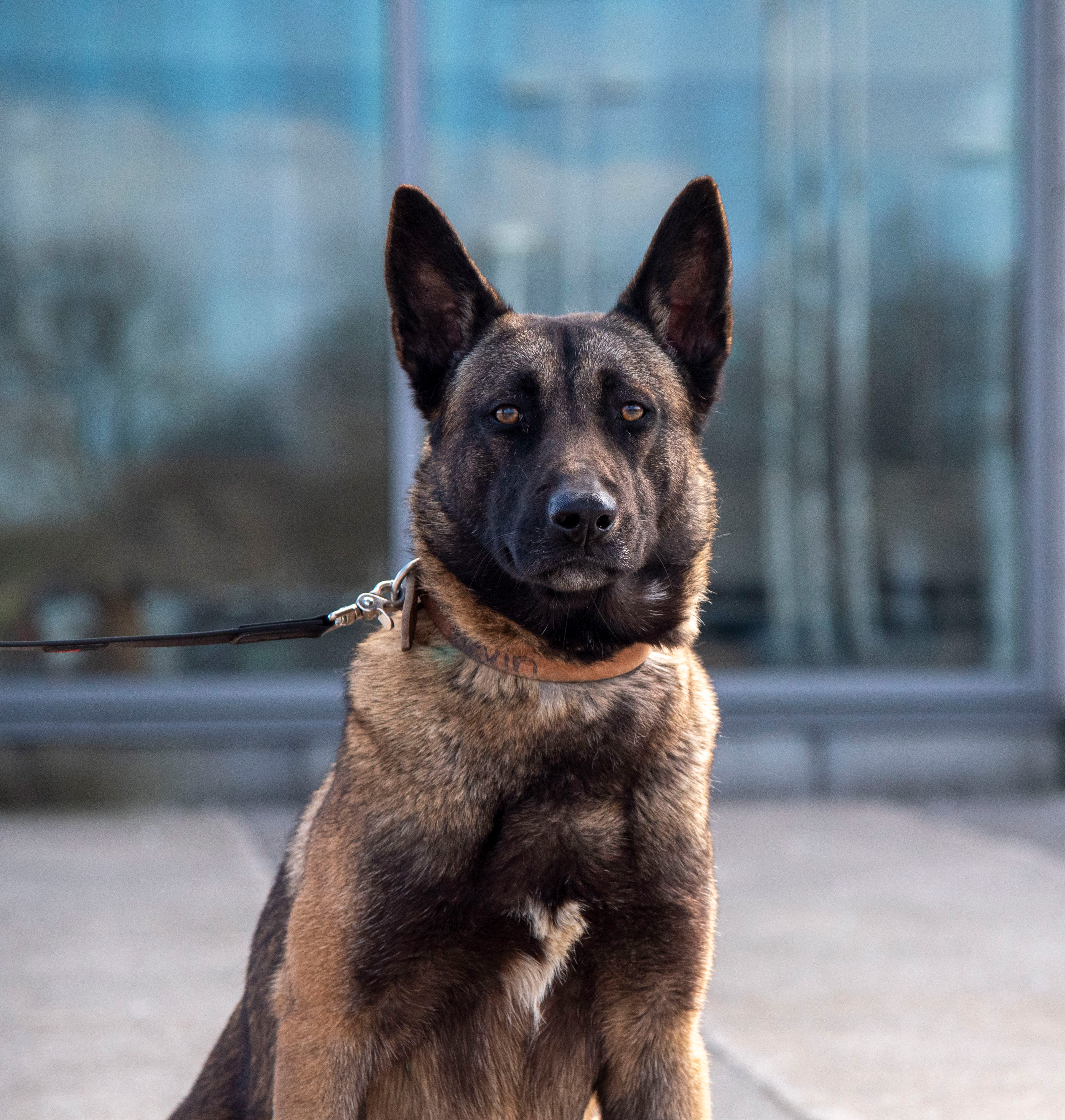 Belgain Malinois dog sitting outside