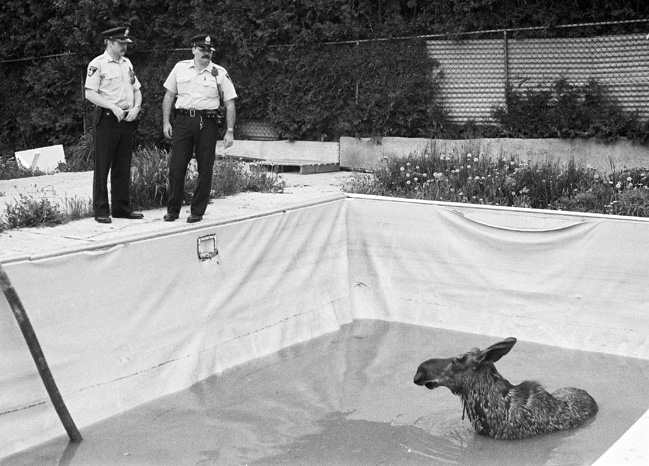 Moose in residential pool in 1988