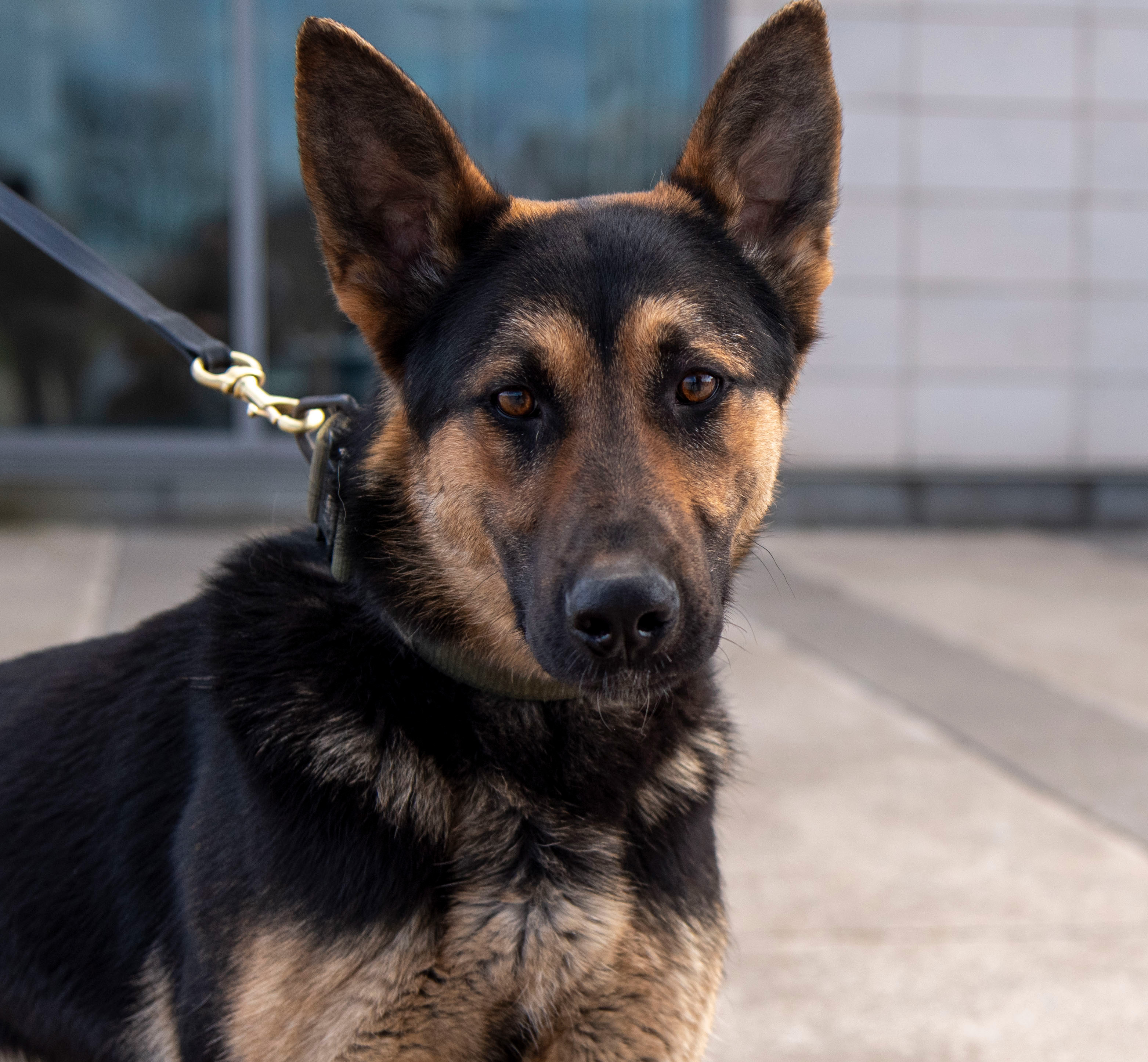 German Shepherd on a leash outside.