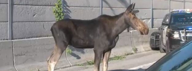 Moose on Highway 417