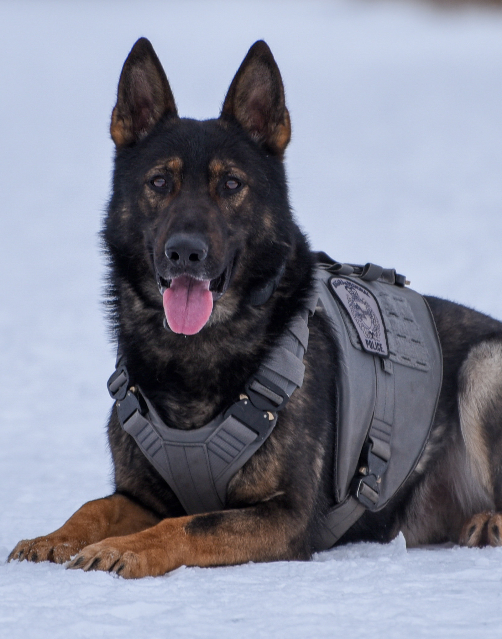 German Shephard laying in a snowy field