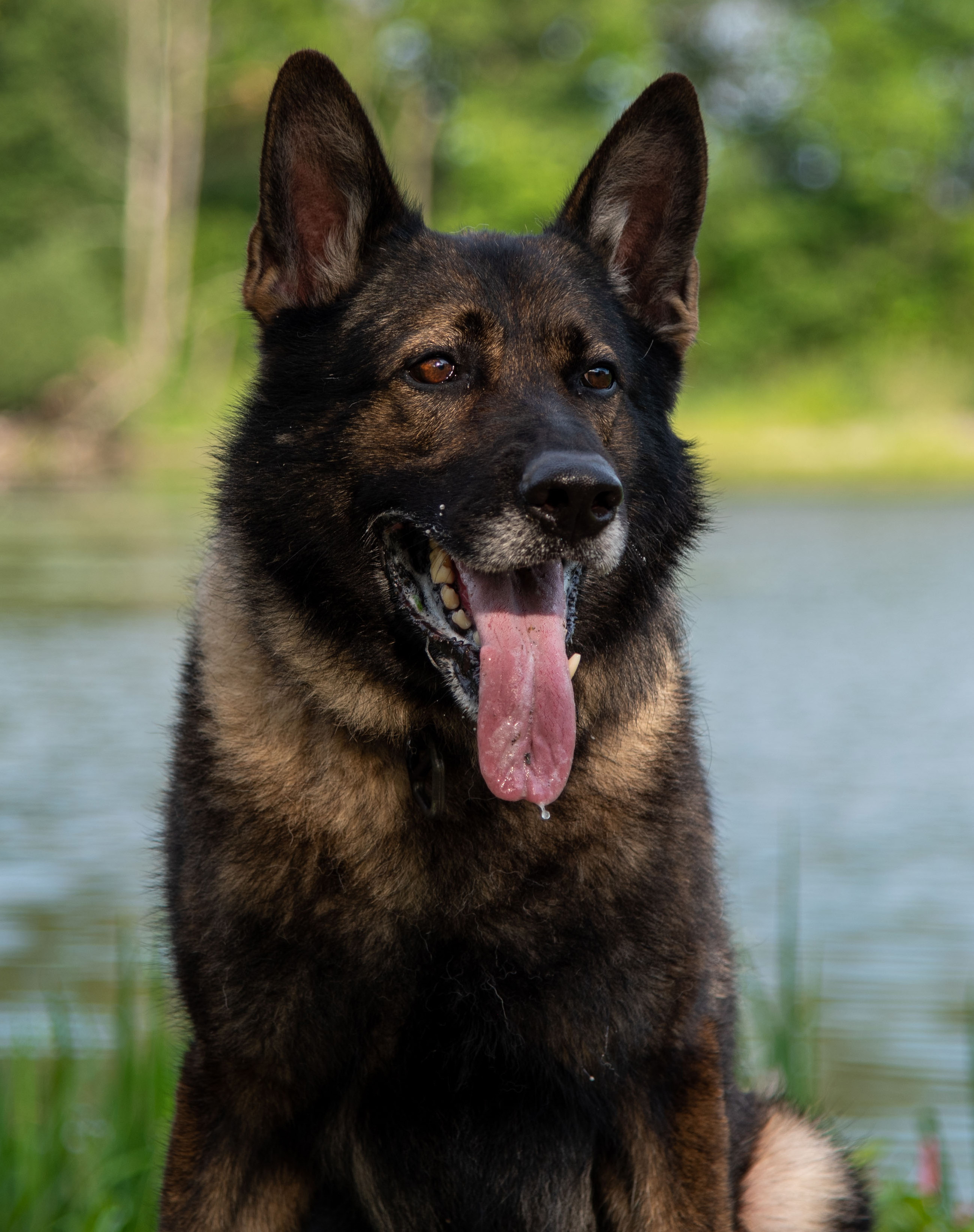 German Shephard sitting in grass front of a lake